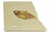 Detailed Fossil Fish (Knightia) - Wyoming #340817-1